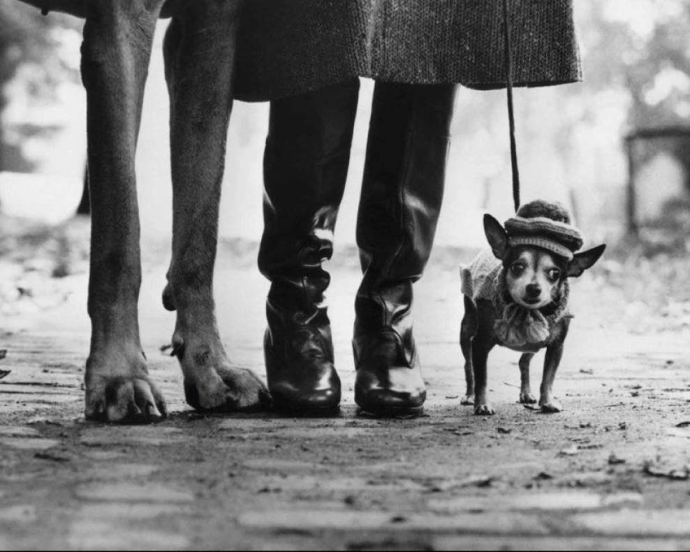 erwitt-page-988x790