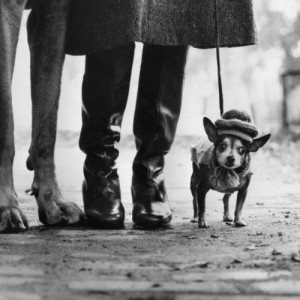 erwitt-thumb-500x500